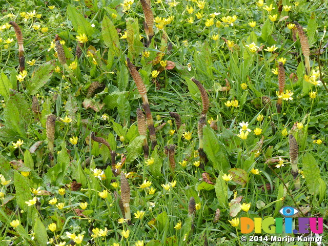 FZ004311 Great horsetail (Equisetum telmateia) and Lesser celandine  (Lesser celandine) on verge